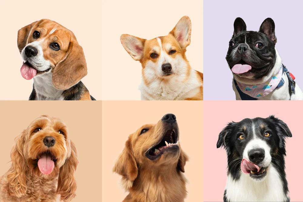 Six happy dogs of different breeds, showing the Elfin D1 Pro fountain suits all breeds